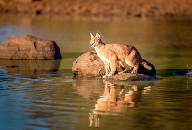 caracal,  , 