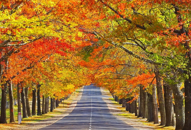 autumn, tree, leaves, rock, green, patch, road