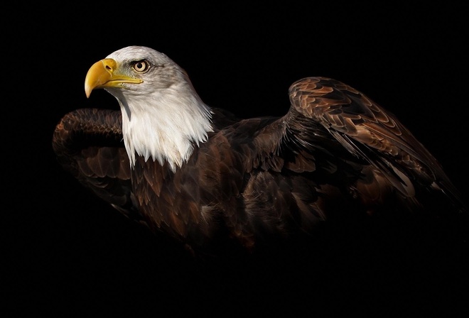 , , , animal, eagle