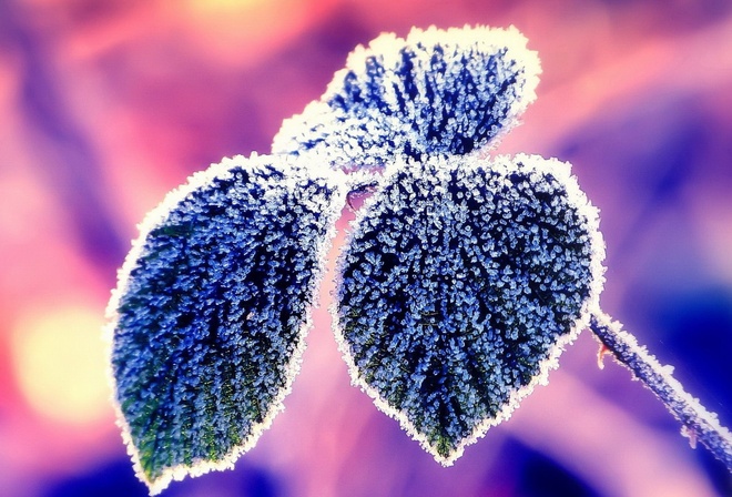 frosty, leaves, winter, snow, pink