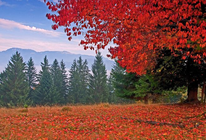 autumn, colors, trees, mountain, leaves, grass