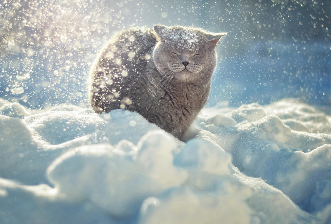 кошка, британец, зима, макро, фото, позитив