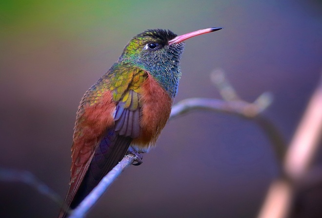 bird, branch, colors, trees, wild