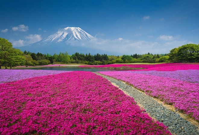 fields, colors, flowers, sky, red, trees