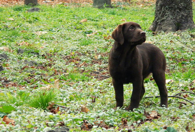 , , , puppy, glass, dog