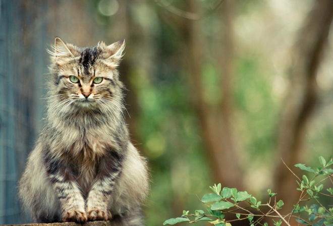 cat, feline, tree, leaves, house, look