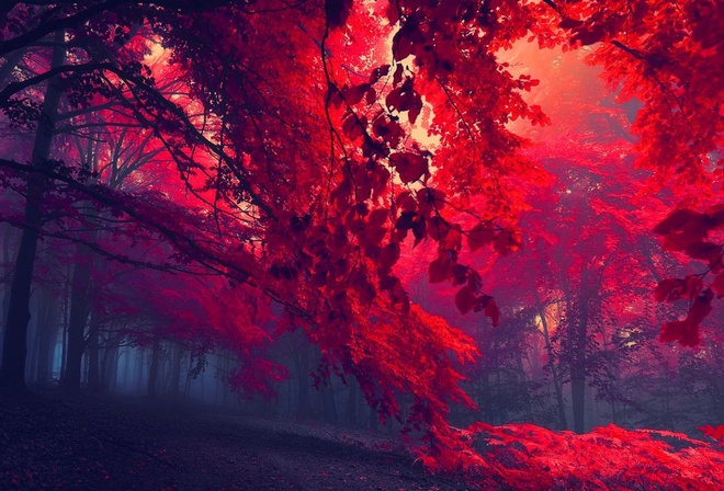 forest, red, tree, leaves, sunlights