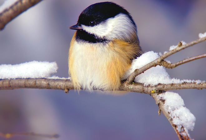 bird, tiny, branch, tree, snow