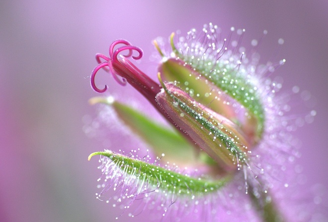 pink, flower, branch, tree, colors