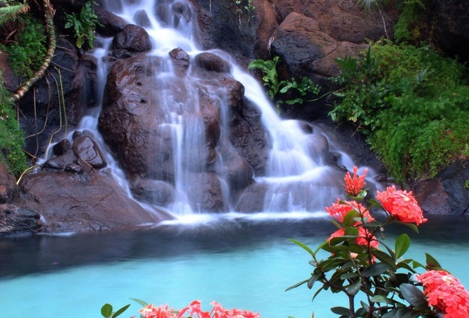 forest, red, tree, leaves, waterfalls, rock, flower