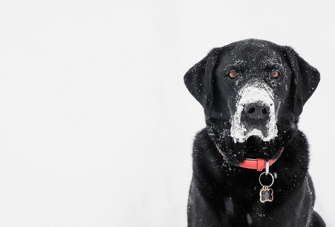 собака, морда, взгляд, снег, красота