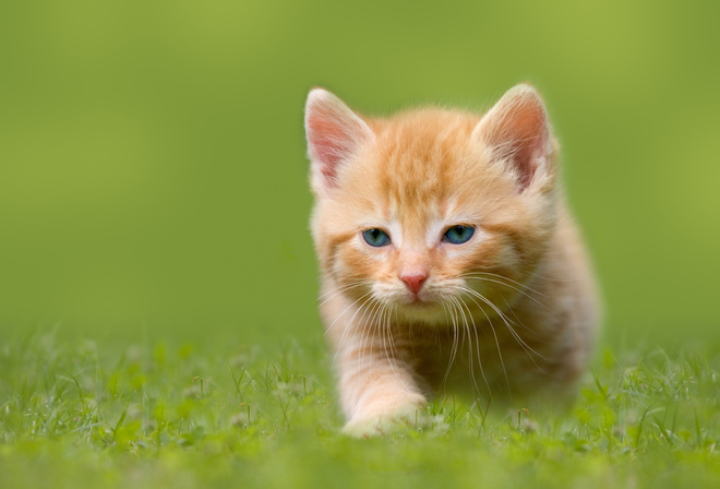 рыжий котёнок, трава, малыш