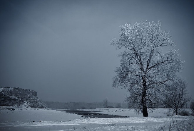 frozen, tree, snow, ice, river, winter