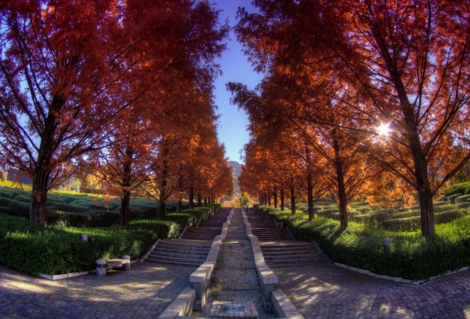 stairs, autumn, tree, leaves, tree