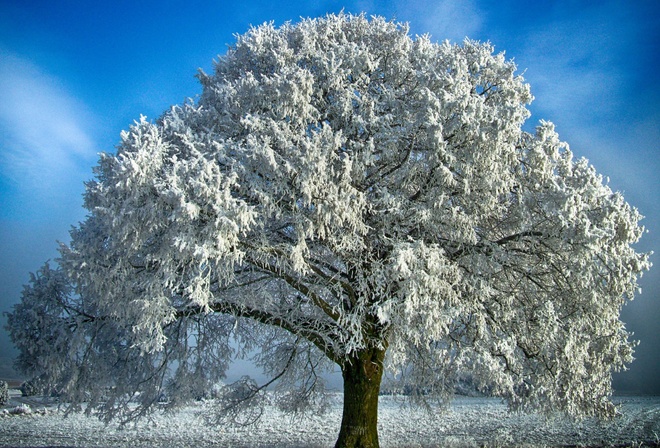 природа, зима, дерево, снег, иней, красиво