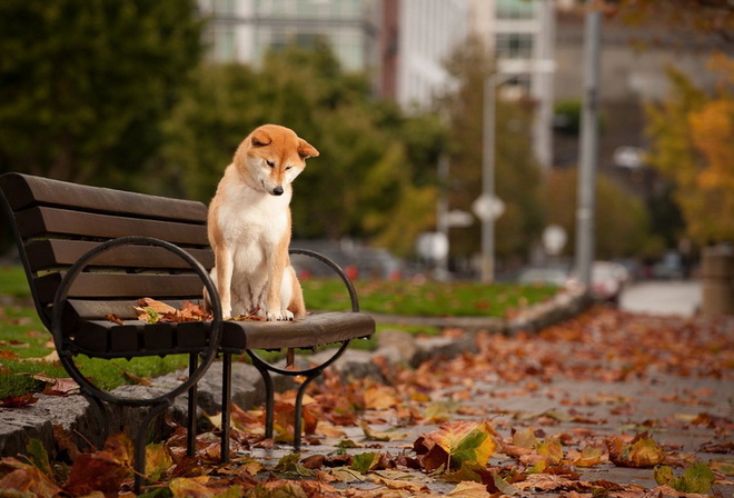 собака, осень, лавка, листва, красота, город