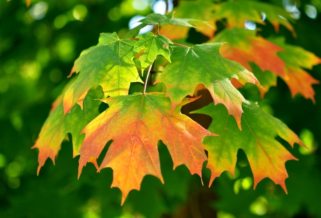autumn, leaves, gree, branch
