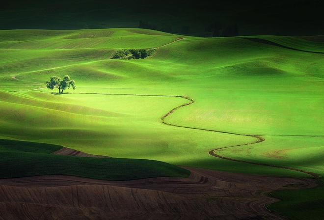 hills, fields, colors, trees, grass, sky, green