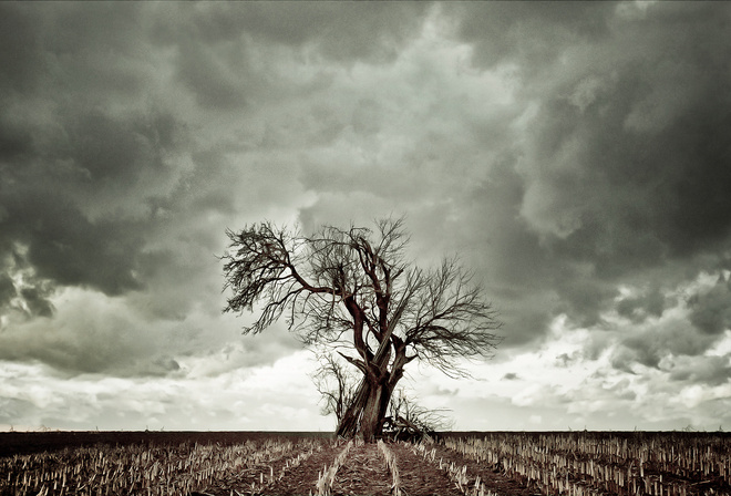 tree, field, grass, tree, sky, green