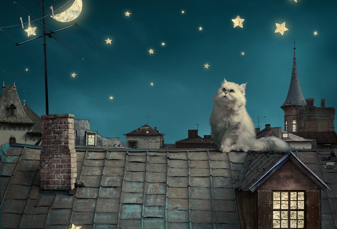 Persian white cat, kitten, Fairytale, fantasy, roof, house, sky, night, stars, moon