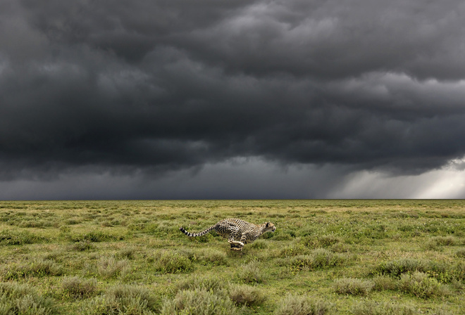 animals, field, cheetah, tree, grass, wild