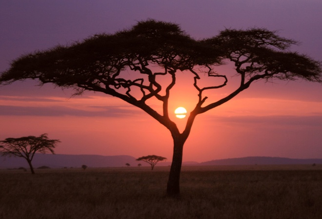 tree, sunset, fields, sky, purple