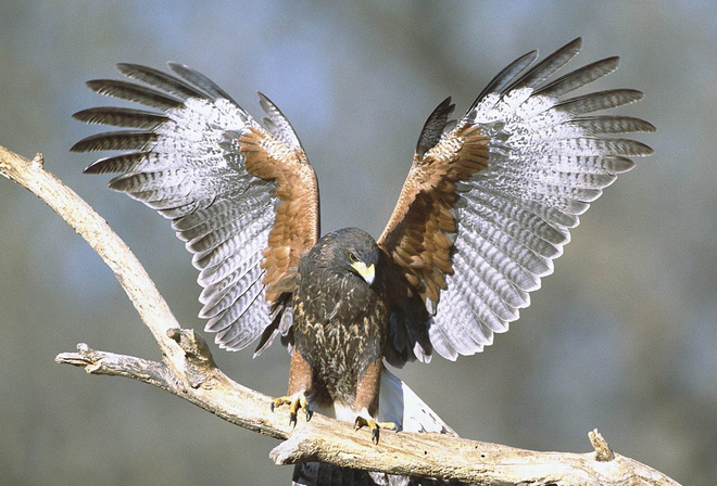 eagle, bird, wild, tree, bench