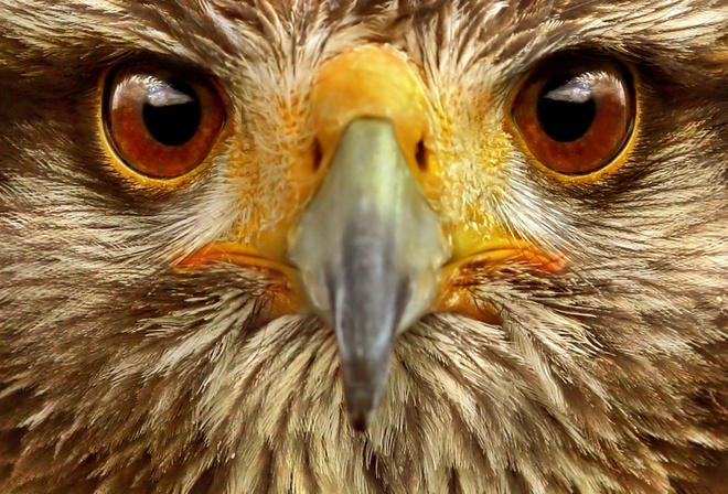 eagle, bird, wild, tree, bench