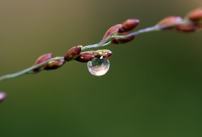 drop, simple, branch, water, macro