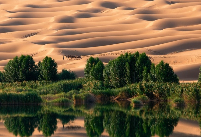 desert, oasis, water, sand, camel