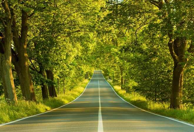 road, autumn, tree, leaves, colors