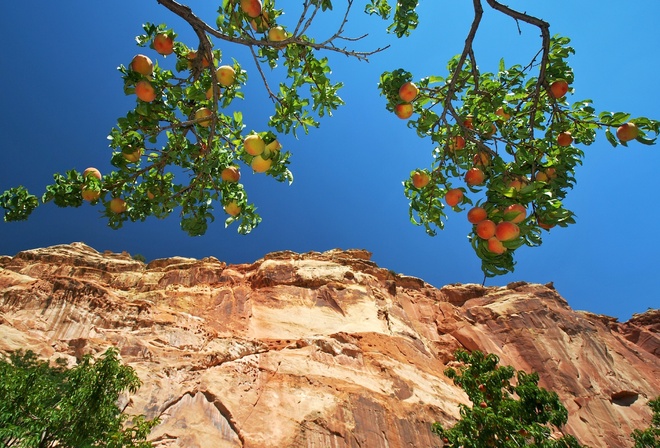 apple, tree, leave, sky, rock