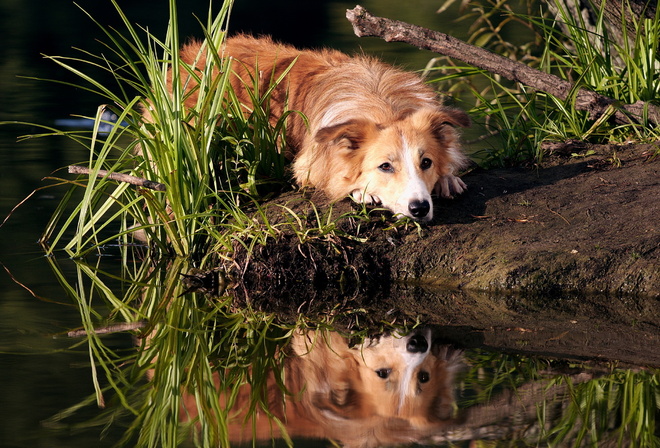 dog, rock, mountain, tree, grass, reflection