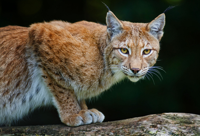 bobcat, lynx, , 