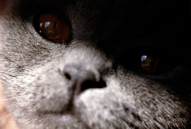 cat, black, feline, house