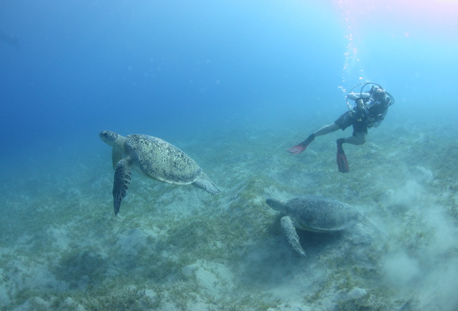 черепахи, море, глубина, водолаз