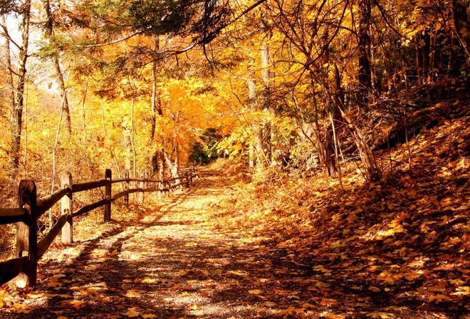 aaautumn, path, tree, forest