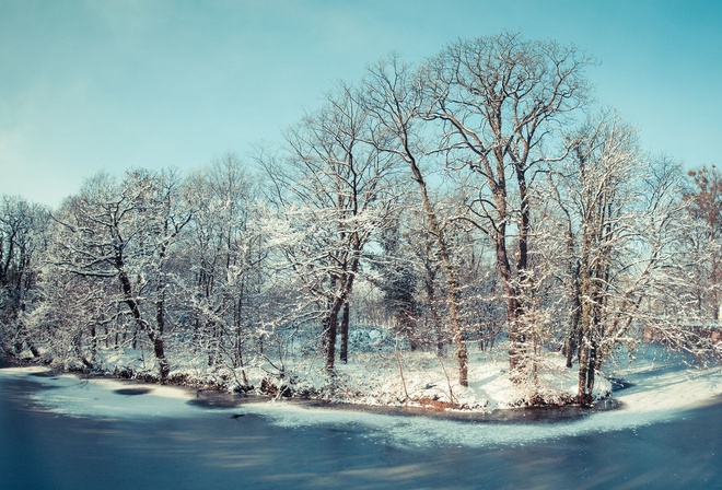 tree, frozen, lake, snow