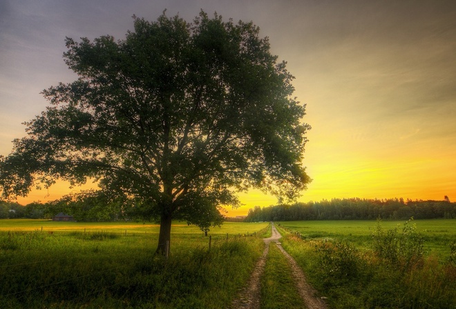 tree, field, grass, sky