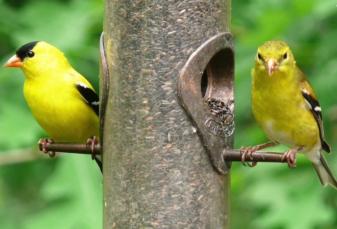 birds, tree, branch, fly, wild