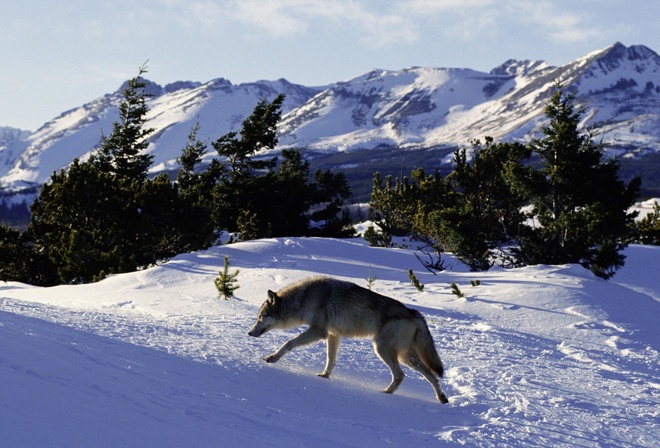 wolf, snow, mountain, tree, wild