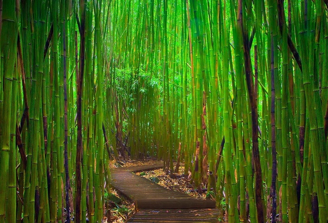 bamboo, jungle, green, tree, way