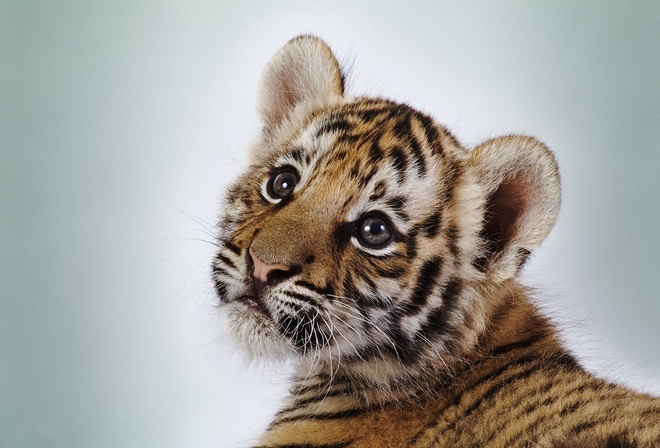 tiger, cute, baby, wild, look