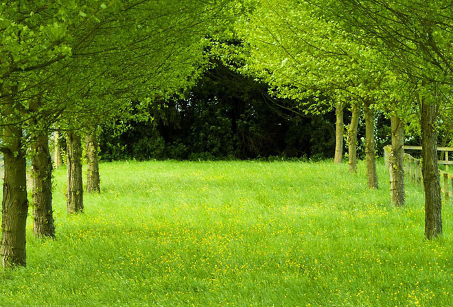 green, grass, tree, file, forest, naturals