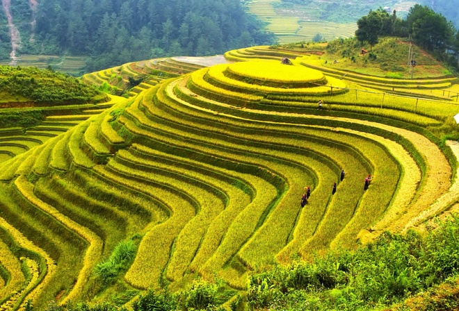 fields, hills, rinse, green, china, tree