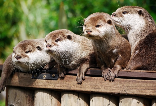 wild, otters, branch, forest, animals, cute