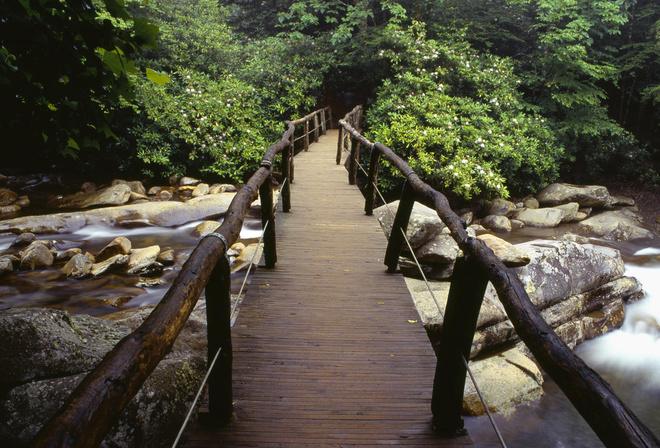 bridge, river, rock, water, tree, river, green, forest