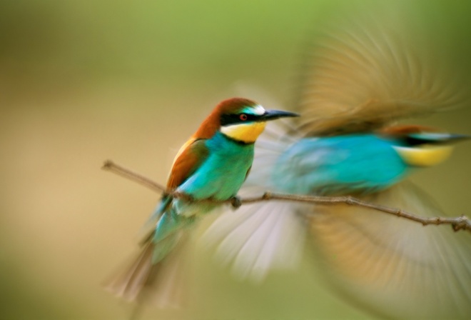 birds, little, tree, branch, wild, fly