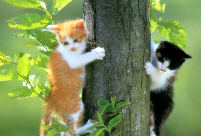 cats, kittens, tree, leaves