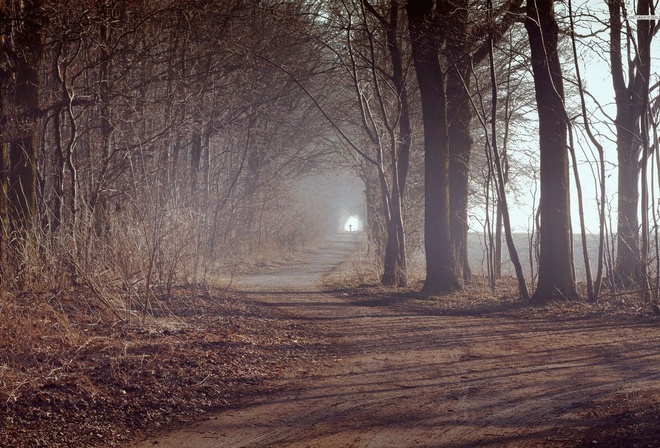 mist, path, tree, forest, lonely, leaves